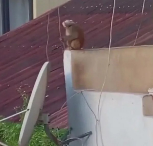 İstanbul’da Maymun Alarmı! Çatı Ve Balkonlarda Dolaştı